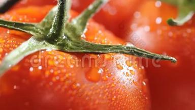 从成熟的西红柿上面滴下的水滴。 极端近距离高清
